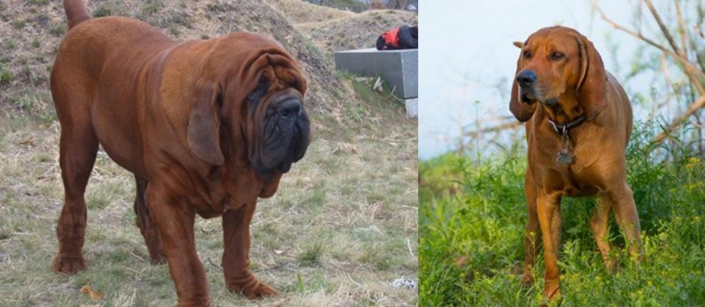 Redbone Coonhound vs Korean Mastiff - Breed Comparison