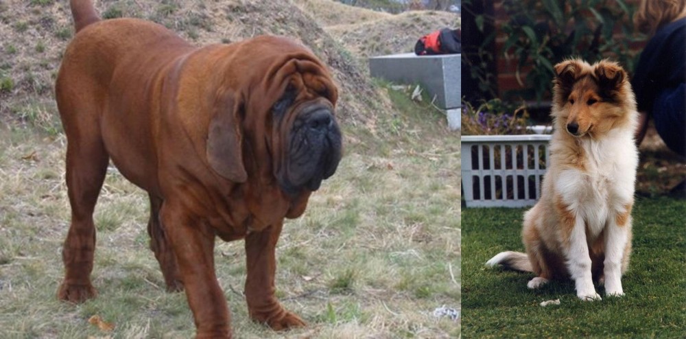 Rough Collie vs Korean Mastiff - Breed Comparison