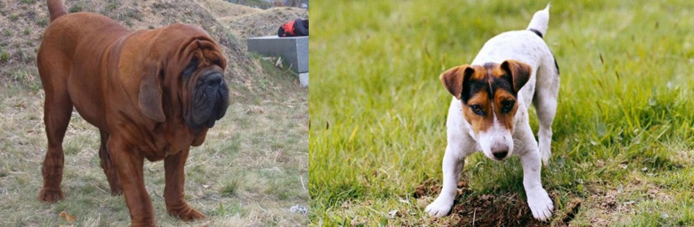 Russell Terrier vs Korean Mastiff - Breed Comparison