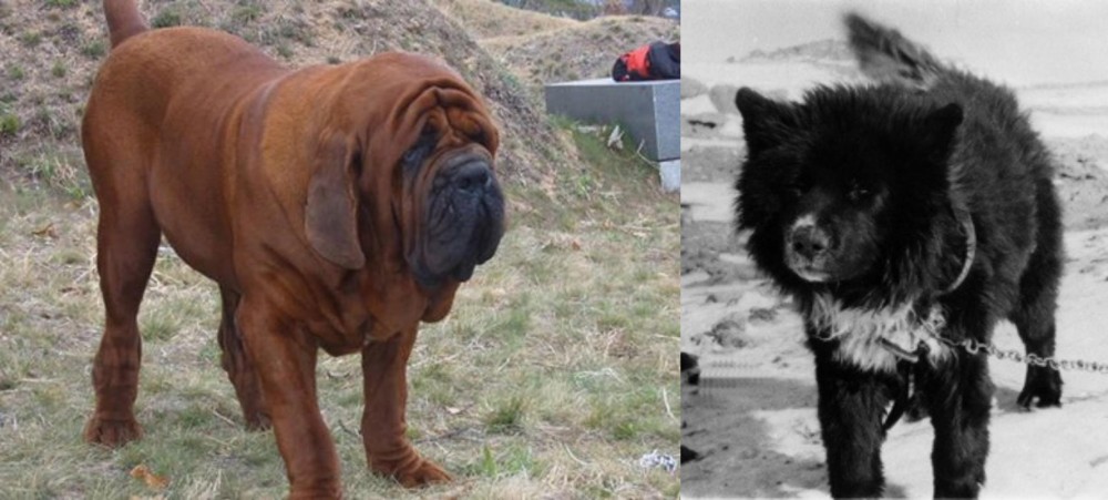 Sakhalin Husky vs Korean Mastiff - Breed Comparison