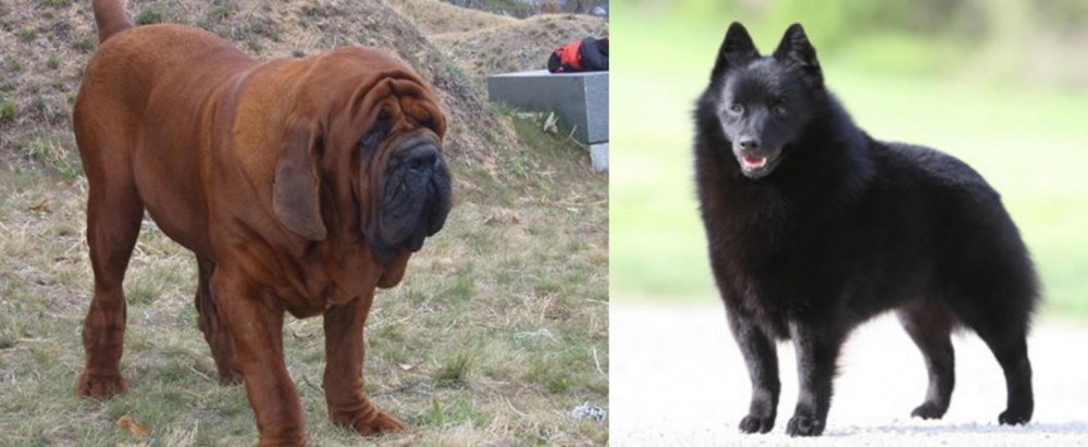 Schipperke vs Korean Mastiff - Breed Comparison