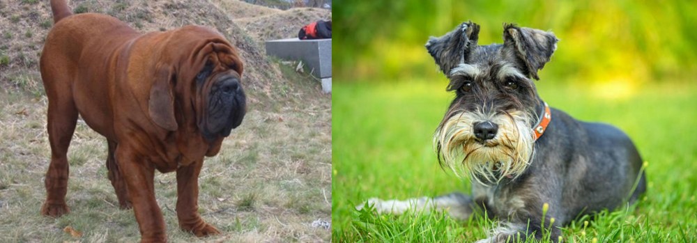 Schnauzer vs Korean Mastiff - Breed Comparison