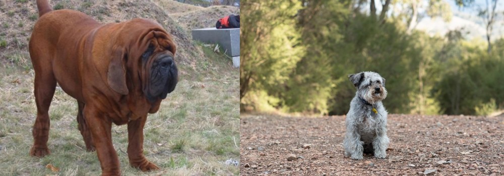 Schnoodle vs Korean Mastiff - Breed Comparison