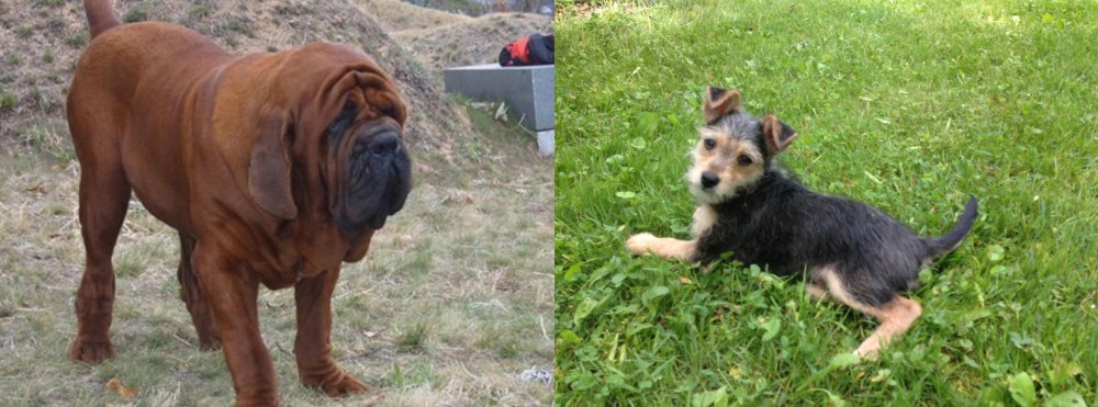 Schnorkie vs Korean Mastiff - Breed Comparison