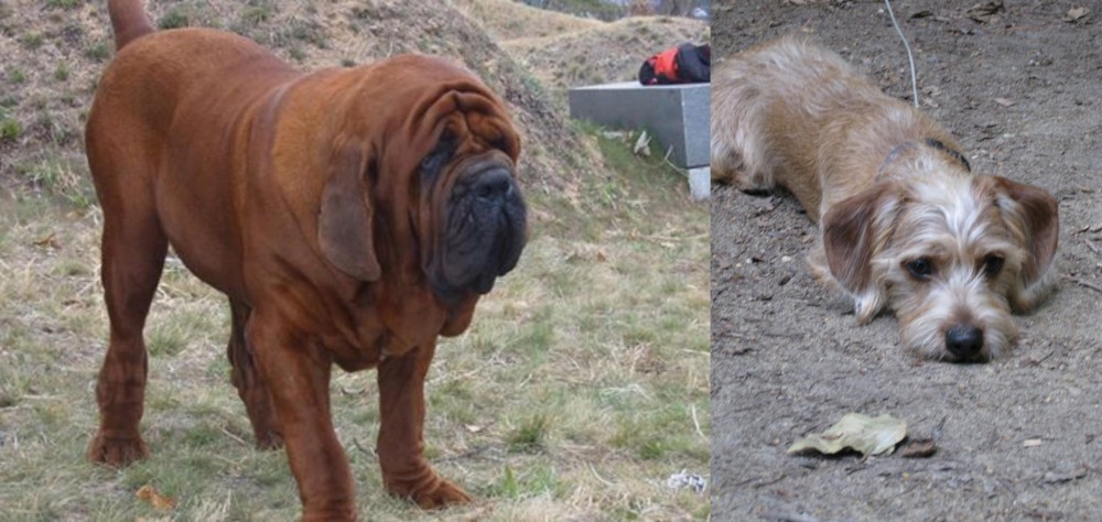 Schweenie vs Korean Mastiff - Breed Comparison