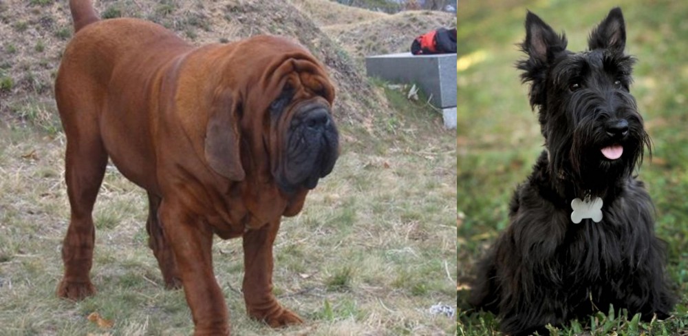 Scoland Terrier vs Korean Mastiff - Breed Comparison