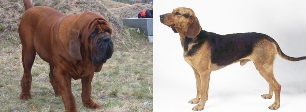 Serbian Hound vs Korean Mastiff - Breed Comparison
