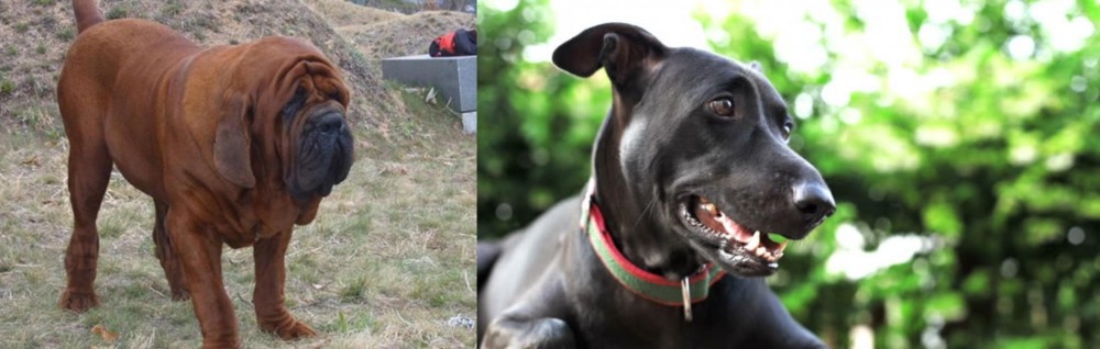 Shepard Labrador vs Korean Mastiff - Breed Comparison