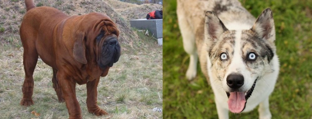 Shepherd Husky vs Korean Mastiff - Breed Comparison