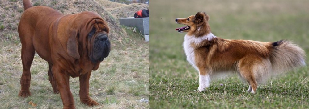 Shetland Sheepdog vs Korean Mastiff - Breed Comparison
