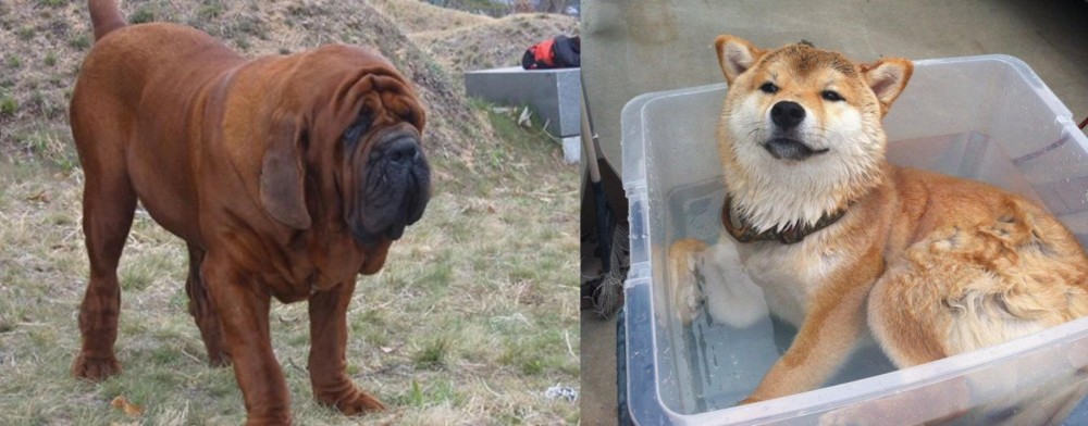 Shiba Inu vs Korean Mastiff - Breed Comparison