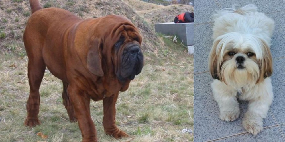Shih Tzu vs Korean Mastiff - Breed Comparison