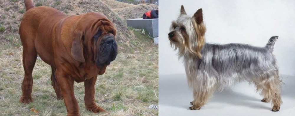 Silky Terrier vs Korean Mastiff - Breed Comparison