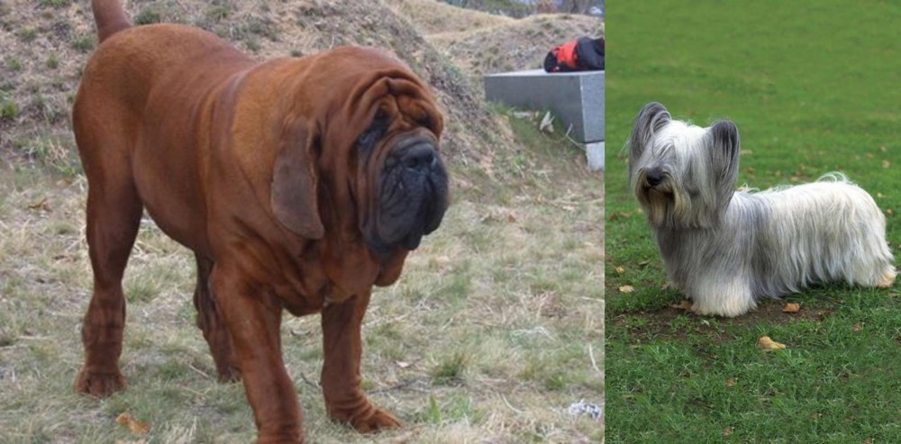 Skye Terrier vs Korean Mastiff - Breed Comparison