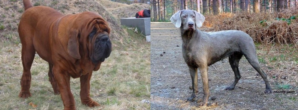 Slovensky Hrubosrsty Stavac vs Korean Mastiff - Breed Comparison