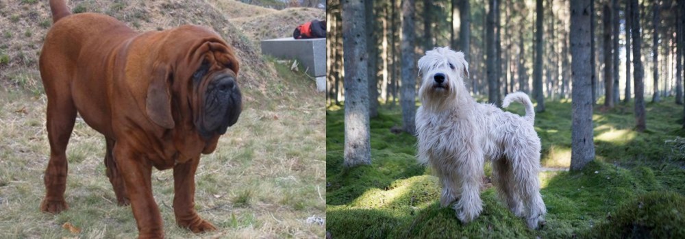 Soft-Coated Wheaten Terrier vs Korean Mastiff - Breed Comparison