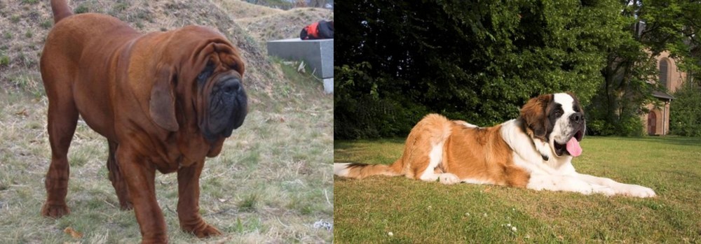 St. Bernard vs Korean Mastiff - Breed Comparison