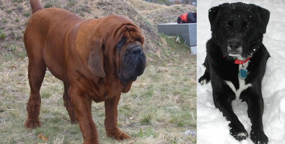 St. John's Water Dog vs Korean Mastiff - Breed Comparison