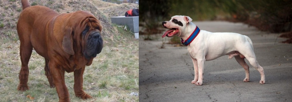 Staffordshire Bull Terrier vs Korean Mastiff - Breed Comparison