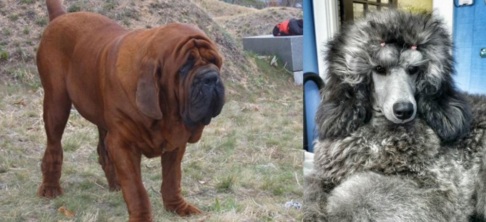 Standard Poodle vs Korean Mastiff - Breed Comparison