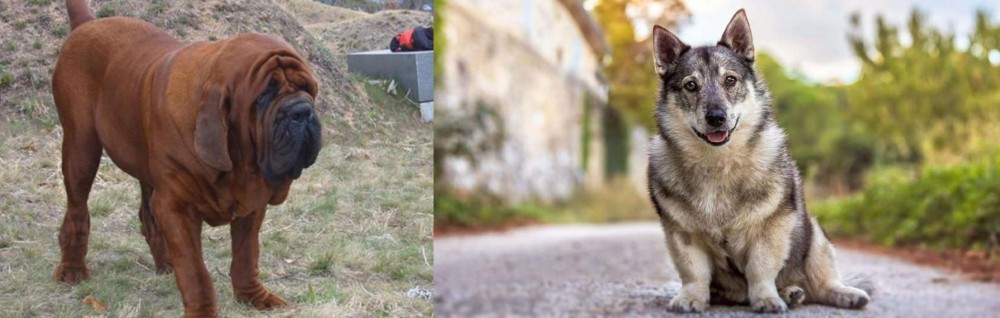 Swedish Vallhund vs Korean Mastiff - Breed Comparison