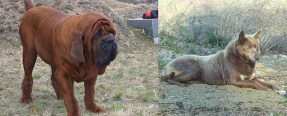 Tahltan Bear Dog vs Korean Mastiff - Breed Comparison