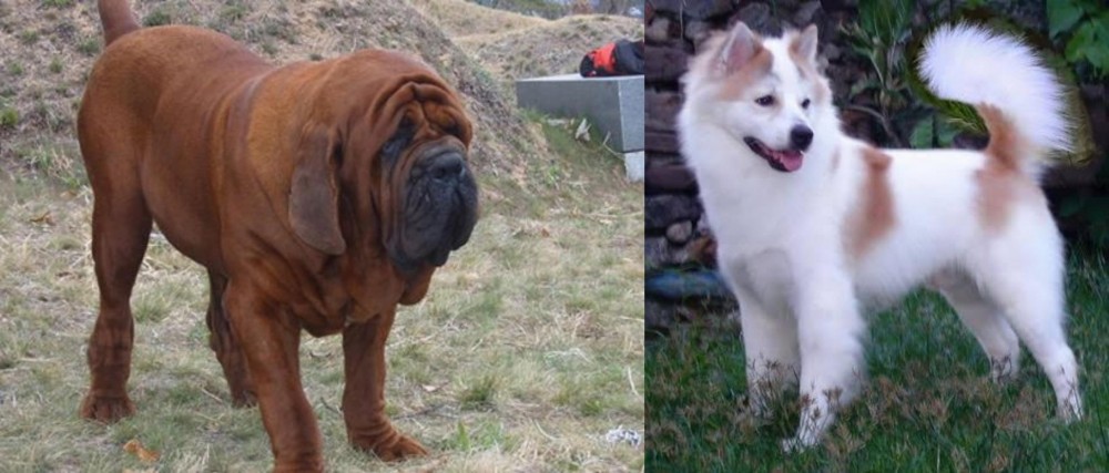 Thai Bangkaew vs Korean Mastiff - Breed Comparison