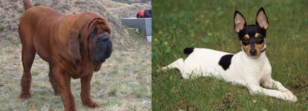 Toy Fox Terrier vs Korean Mastiff - Breed Comparison