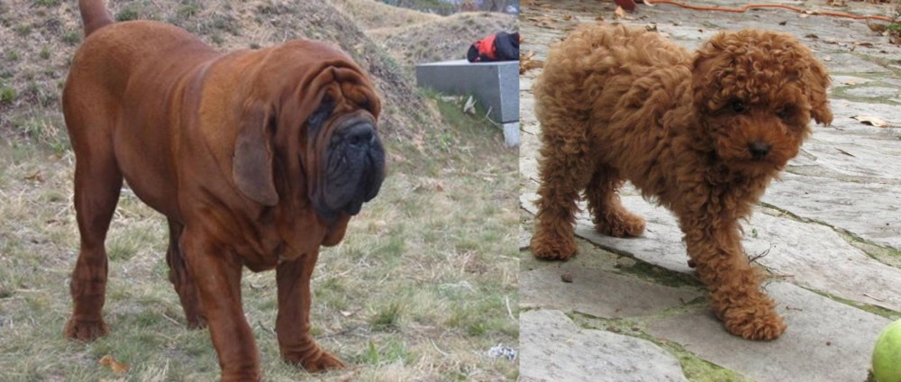 Toy Poodle vs Korean Mastiff - Breed Comparison