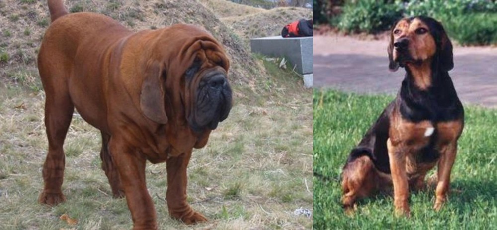Tyrolean Hound vs Korean Mastiff - Breed Comparison