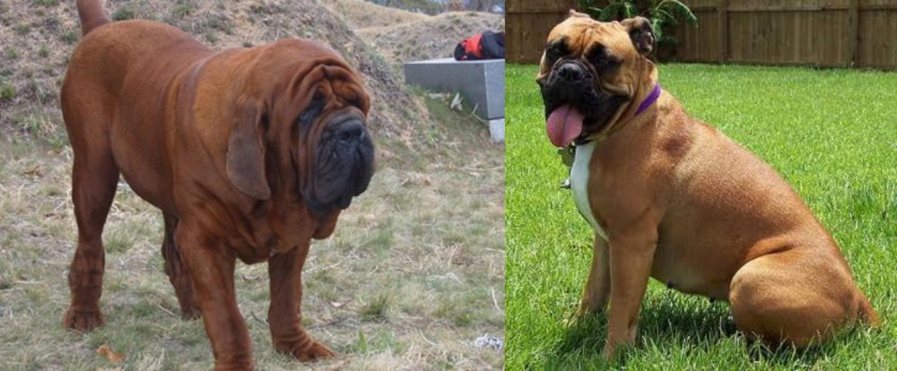 Valley Bulldog vs Korean Mastiff - Breed Comparison