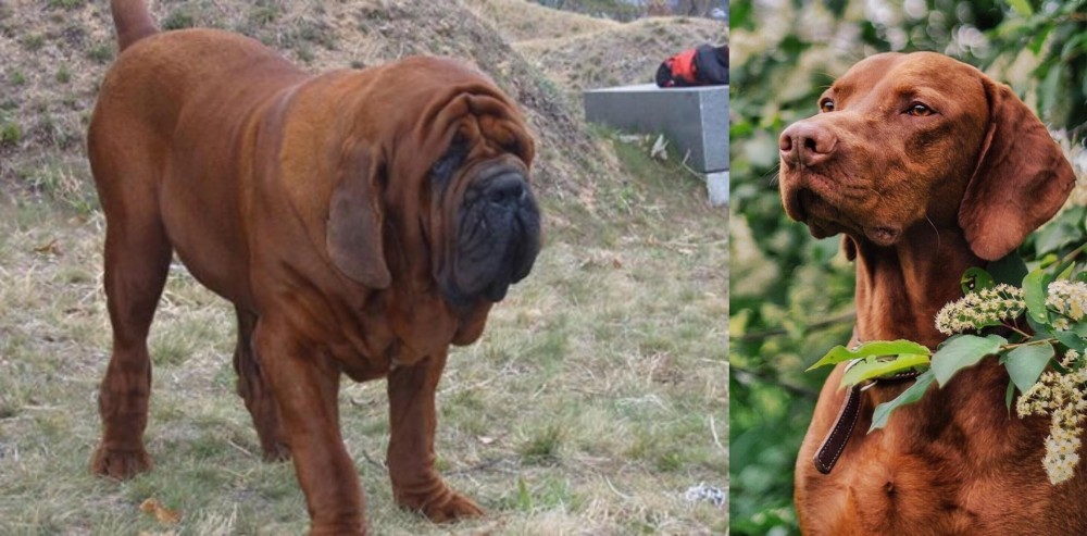 Vizsla vs Korean Mastiff - Breed Comparison