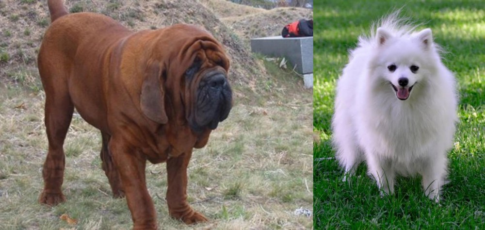 Volpino Italiano vs Korean Mastiff - Breed Comparison