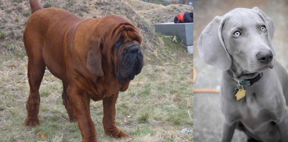 Weimaraner vs Korean Mastiff - Breed Comparison