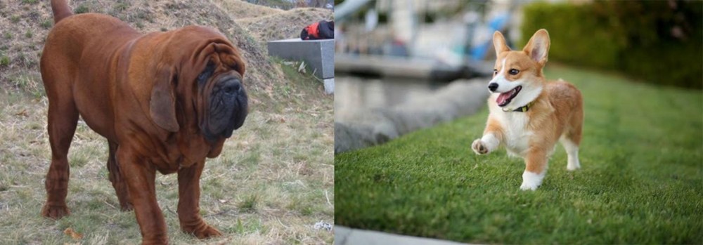 Welsh Corgi vs Korean Mastiff - Breed Comparison