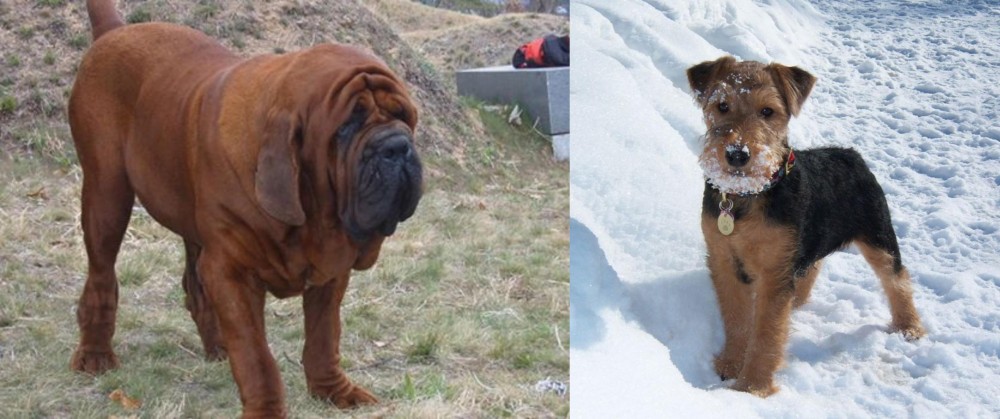 Welsh Terrier vs Korean Mastiff - Breed Comparison