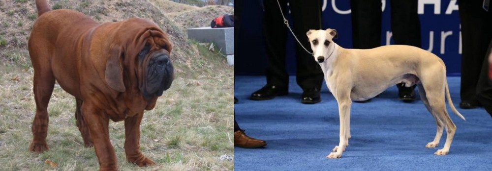 Whippet vs Korean Mastiff - Breed Comparison