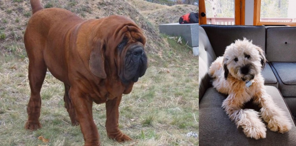 Whoodles vs Korean Mastiff - Breed Comparison