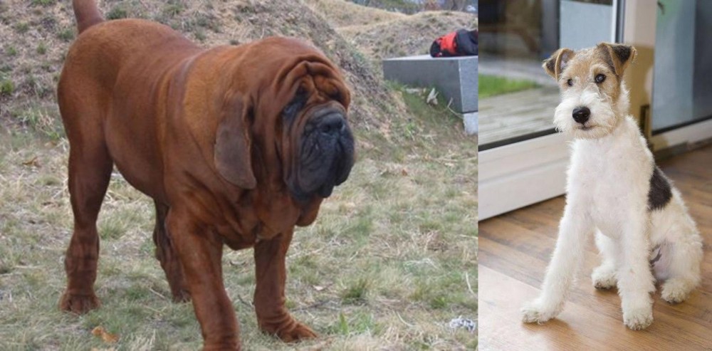 Wire Fox Terrier vs Korean Mastiff - Breed Comparison