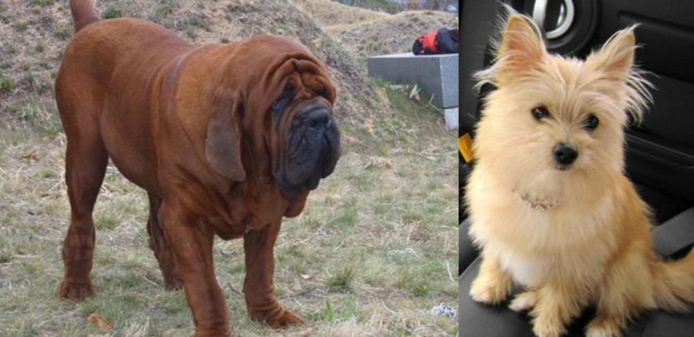 Yoranian vs Korean Mastiff - Breed Comparison