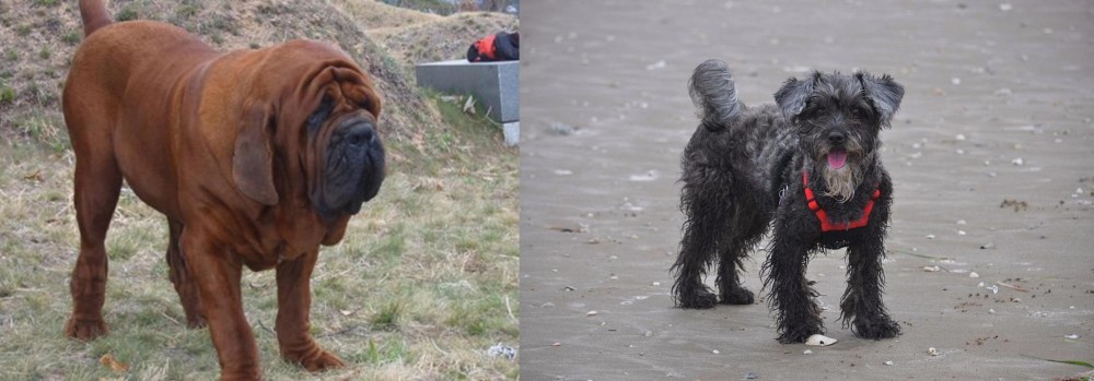 YorkiePoo vs Korean Mastiff - Breed Comparison