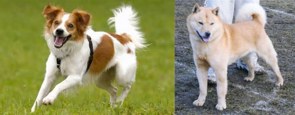 Hokkaido vs Kromfohrlander - Breed Comparison