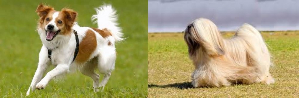 Lhasa Apso vs Kromfohrlander - Breed Comparison