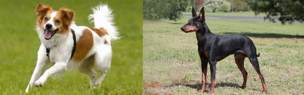 Manchester Terrier vs Kromfohrlander - Breed Comparison