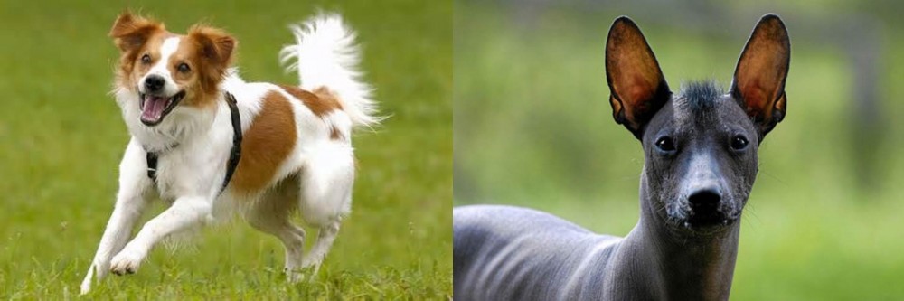 Mexican Hairless vs Kromfohrlander - Breed Comparison