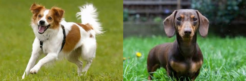 Miniature Dachshund vs Kromfohrlander - Breed Comparison