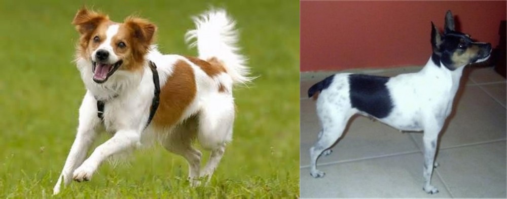 Miniature Fox Terrier vs Kromfohrlander - Breed Comparison