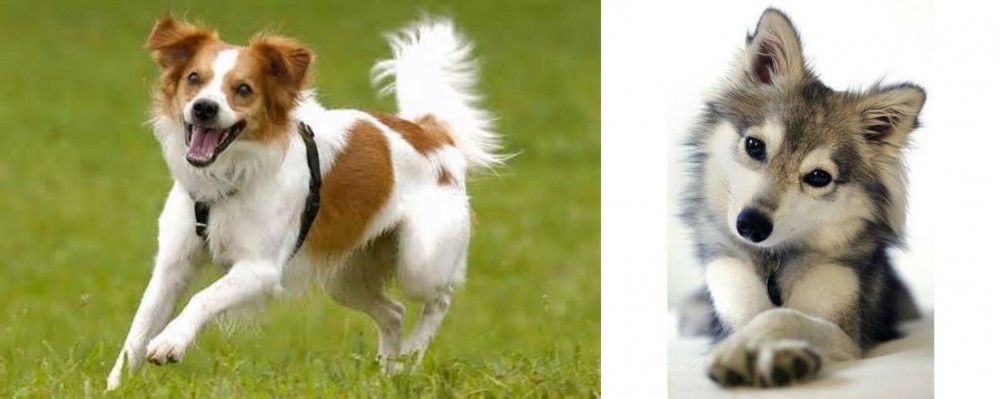 Miniature Siberian Husky vs Kromfohrlander - Breed Comparison