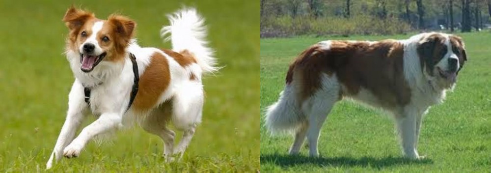Moscow Watchdog vs Kromfohrlander - Breed Comparison