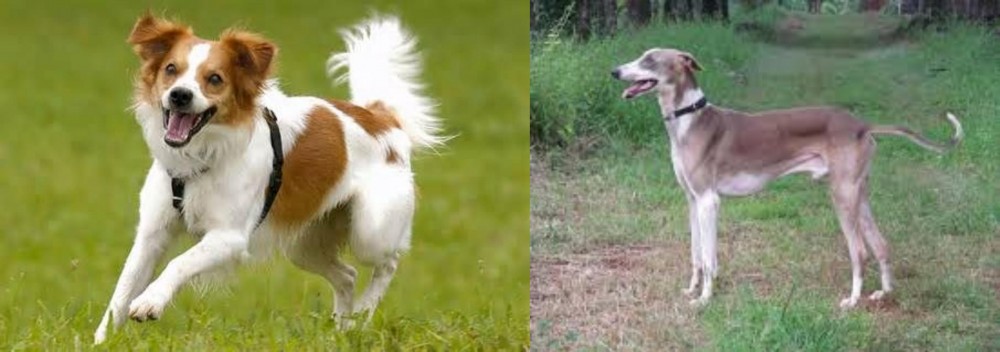 Mudhol Hound vs Kromfohrlander - Breed Comparison